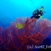 seafan_jk_h_0705_png0693.jpg